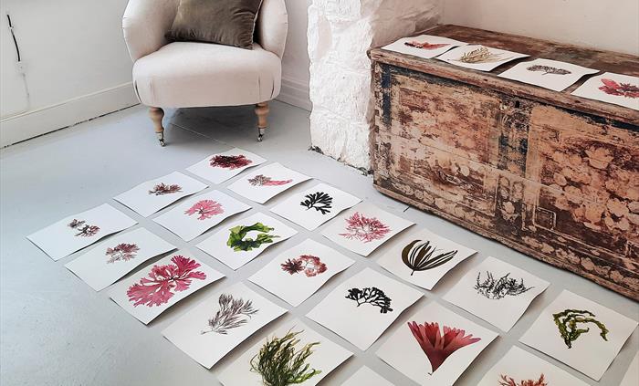 Image showing a selection of our hand pressed seaweeds